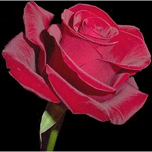 Роза "Latin lover"